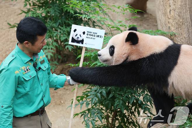 쌍둥이 아기판다 루이바오·후이바오가 두돌 생일을 맞은 7일 오전 경기 용인시 처인구 에버랜드 판다월드에서 루이바오가 강철원 주키퍼에게 사원증을 받고 있다. 2025.7.7/뉴스1 ⓒ News1 김영운 기자