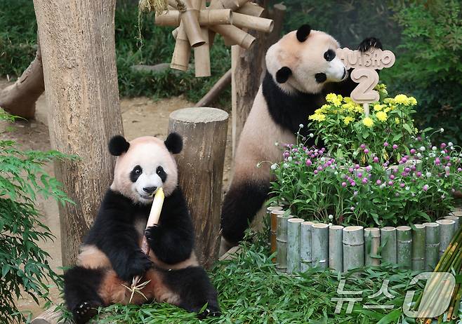 쌍둥이 아기판다 루이바오·후이바오가 두돌 생일을 맞은 7일 오전 경기 용인시 처인구 에버랜드 판다월드에서 루이바오·후이바오가 먹이를 먹고 있다. 2025.7.7/뉴스1 ⓒ News1 김영운 기자