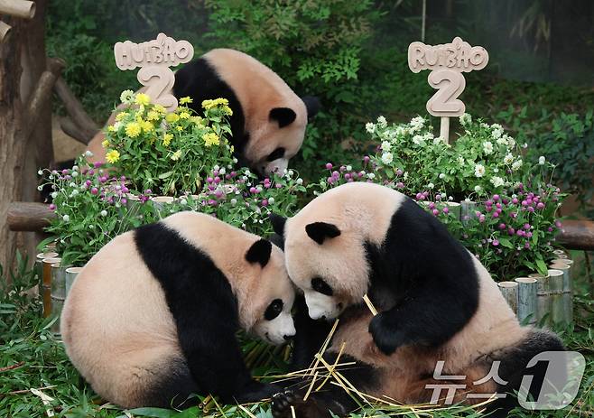 쌍둥이 아기판다 루이바오·후이바오가 두돌 생일을 맞은 7일 오전 경기 용인시 처인구 에버랜드 판다월드에서 엄마 아이바오와 루이바오·후이바오가 먹이를 먹고 있다. 2025.7.7/뉴스1 ⓒ News1 김영운 기자