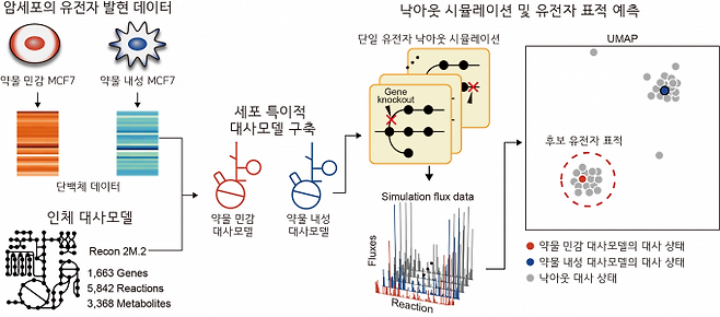 약물 민감화 유전자 표적을 예측하는 대사 네트워크 모델 기반 방법론 모식도. KAIST 제공