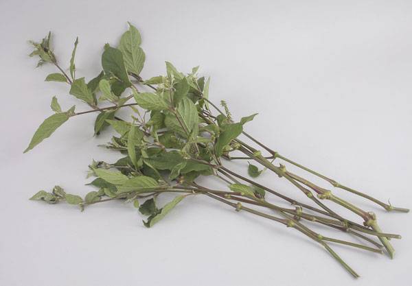 클립아트코리아