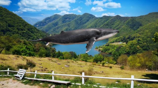 ▲ 윤현 작가 ‘고래의 일탈’