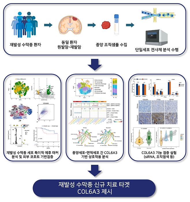 [모식도] 단일세포 전사체 분석을 통해 재발성 수막종에서 COL6A3를 신규 바이오마커로 제시하고 면역억제성 대식세포(C1Q+ macrophage)와의 상호작용을 규명함