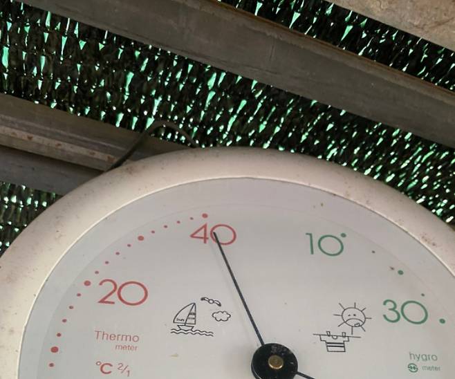 40도를 넘은 비닐하우스 내 온도계. 독자 제공