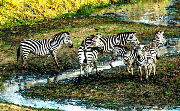 얼룩말의 바코드. 통통한 얼룩말의 몸에 새겨진 얼룩무늬는 서로 달라서 신분증 역할을 한다. 그들의 얼룩무늬에서 바코드 아이디어를 떠올린 게 아닐까.
