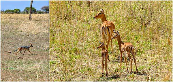 자칼과 임팔라. (왼쪽) 자칼이 멀리서 성큼성큼 다가오자, (오른쪽) 임팔라 가족이 갑자기 동작을 멈추고 귀를 쫑긋 세우며 그쪽을 바라보고 있다. 온몸의 감각기관을 동원해 위험한 상황을 파악하며 팽팽한 긴장이 시작되는 순간이다.