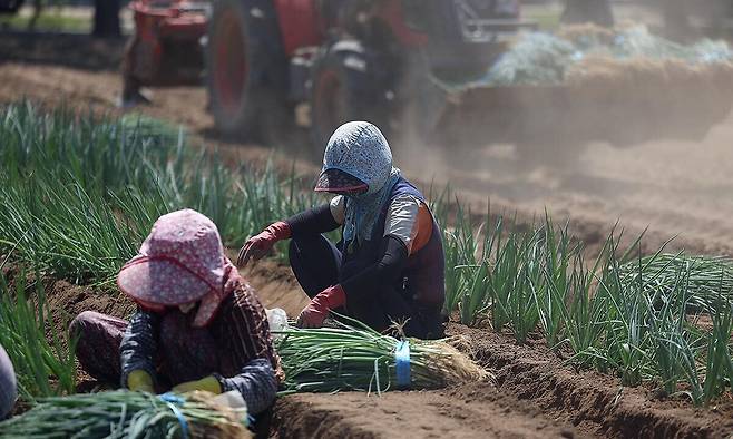 경북 고령군 다산면의 한 밭에서 농민들이 뙤약볕 아래 파 모종을 심고 있다. 연합뉴스