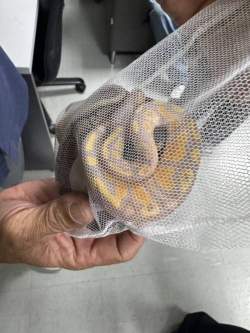 태국 국립공원·야생동식물보호국 페이스북