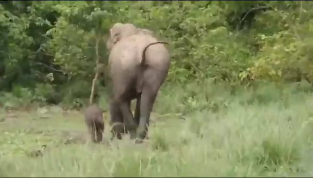 무사히 어미를 찾은 새끼 코끼리. 엑스(X) @susantananda3 캡처