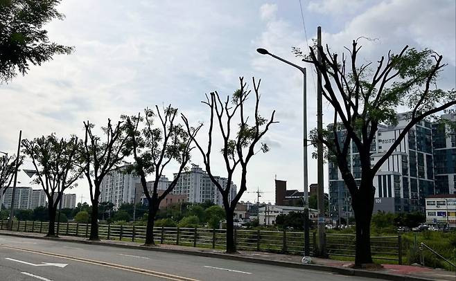 여울로 회화나무길 [전북환경운동연합 제공. 재판매 및 DB 금지]