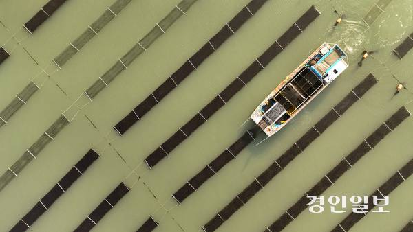 화성시 궁평항 일대 김 양식장에서 어부들이 김 수확을 하고 있다. 2025.4.1 /최은성기자 ces7198@kyeongin.com