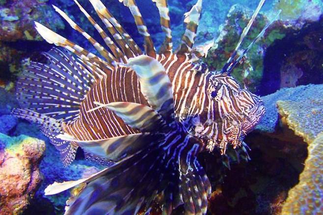 플로리다 산호초 파괴자로 악명떨치는 쏠배감펭./National Oceanic and Atmospheric Administration