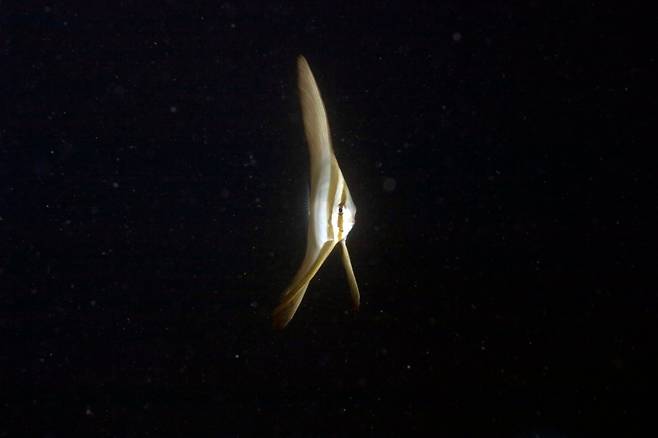 팔라우의 바다에서 한 곳에 정지한 열대어 깃털제비활치(Platax teira). 수중정지는 몸이 긴 물고기보다 세로가 짧고 가로로 긴 물고기가 더 잘한다./미 스크립스 해양연구소