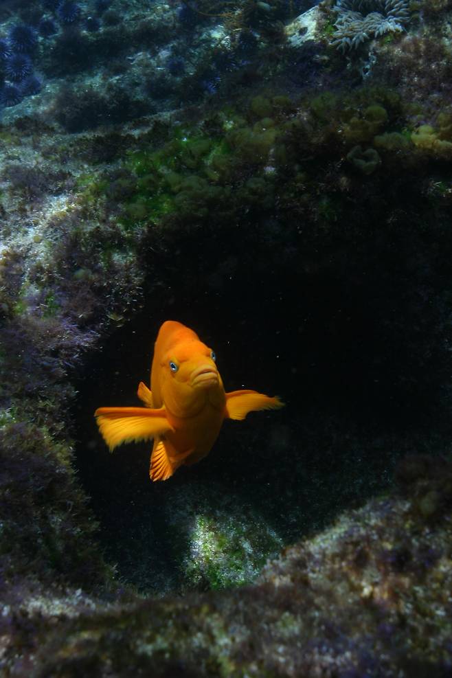미국 캘리포니아주 산 클레멘테 섬의 바위 둥지 위를 맴돌며 가슴지느러미를 움직여 한 자리에 정지한 가리발디 자리돔(Hypsypops rubicundus)./미 스크립스 해양연구소