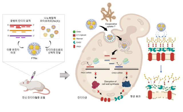 KAIST가 개발한 칸디다균을 표적하는 유전자 치료제의 작동 원리.