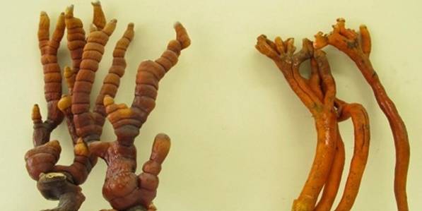 갓이 나오기 전 영지버섯(왼쪽)과 맹독성 버섯인 붉은사슴뿔버섯. 사진=농촌진흥청