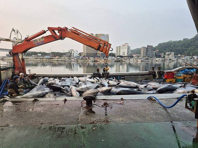 8일 오전 영덕군 강구면 앞바다에서 잡힌 대형 참다랑어. 영덕군 제공