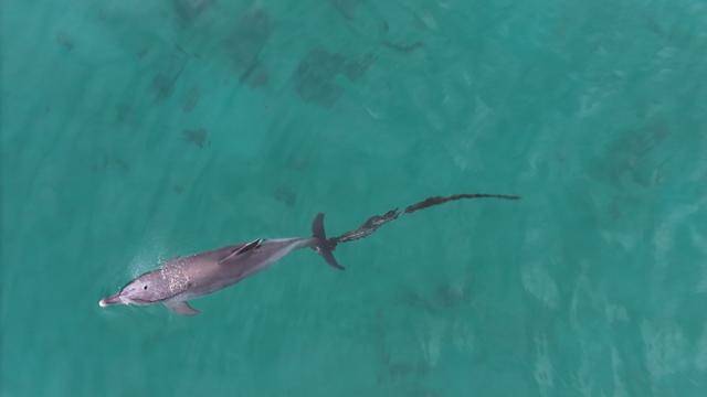 지난 6월 9일 꼬리에 폐어구가 얽힌 채 목격된 남방큰돌고래 '행운이'. 다큐제주, 제주대학교 고래·해양생물보전연구센터 제공.