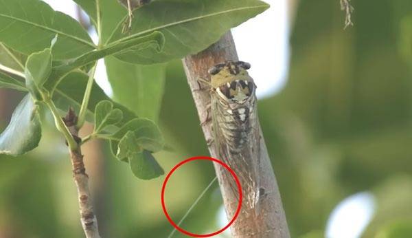 매미 배설물은 독성은 없지만 민감한 피부에는 트러블을 유발할 수 있어, 닿았을 땐 즉시 씻어내는 것이 중요하다. 빨간 동그라미로 표시된 부분이 매미 오줌./사진=유튜브 채널 '수상한생선 Life Science'