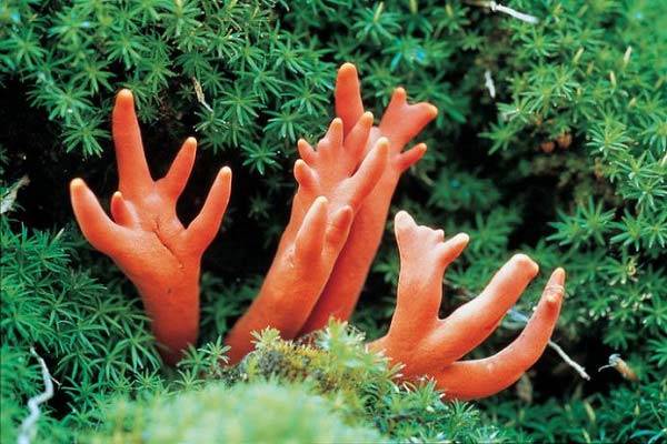 최근 맹독성 버섯인 붉은사슴뿔버섯에 항암 효과가 있다는 허위 정보가 온라인상에서 퍼지자 국립산림과학원에서 식용금지를 당부했다./사진=국립산림과학원