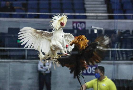 필리핀에서 열린 닭싸움 모습. AFP=연합뉴스