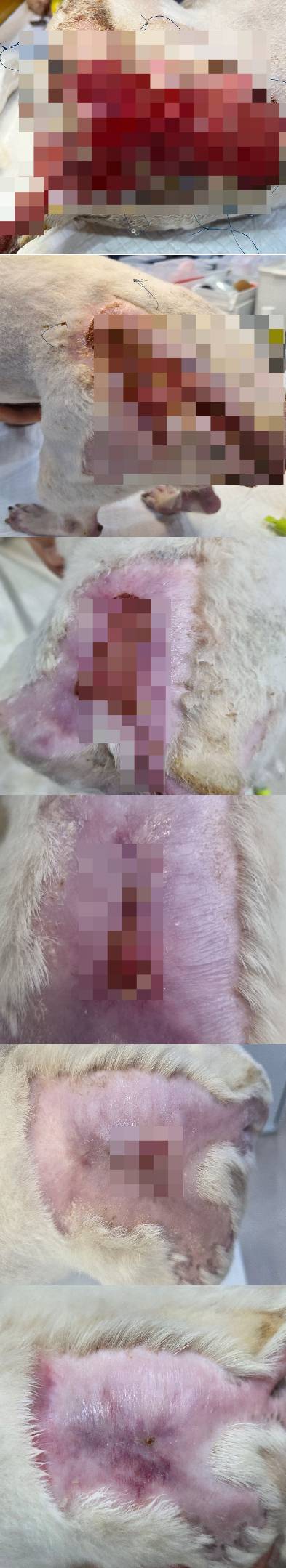 꾸준한 치료와 수술 덕분에 새빨갛던 몽실이의 피부에 새살이 예쁘게 자랐다/사진=SNC동물메디컬센터