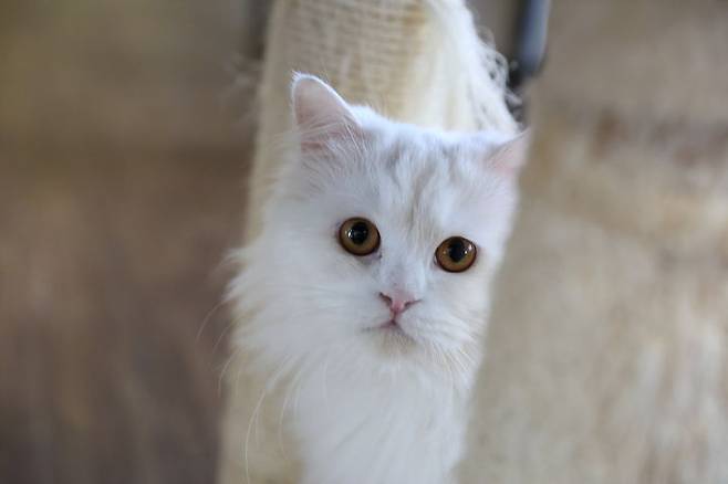 [서울=뉴시스] 한 중국 국적 노인이 자신이 세상을 떠난 뒤 홀로 남겨질 반려묘를 돌봐줄 새로운 가족을 찾고 있다는 소식이 알려져 화제를 모으고 있다. 2025.07.08. *재배포 및 DB금지 *재판매 및 DB 금지