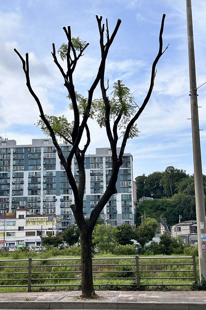 전북 전주시가 최근 태풍 대비 등 재난 예방을&nbsp;이유로 강전지를 진행해 앙상한 기지만 남은 전주천변 여울로 회화나무 모습. 전북환경운동연합 제공