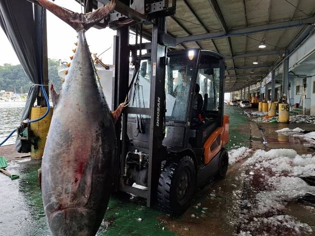 8일 경북 영덕군 강구항 앞바다에서 대형 참다랑어 70여마리가 정치망 그물에 잡혔다. 뉴스1