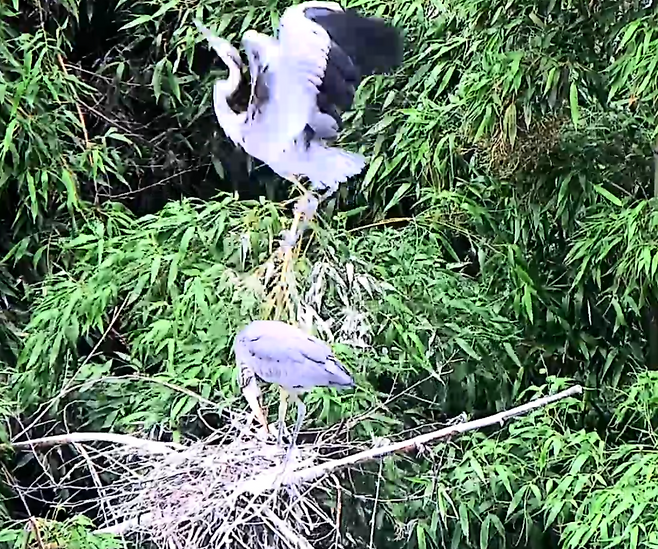 태화강 삼호철새공원 대나무숲에서 '왜가리'의 번식 전 과정이 관찰됐다. ⓒ울산광역시