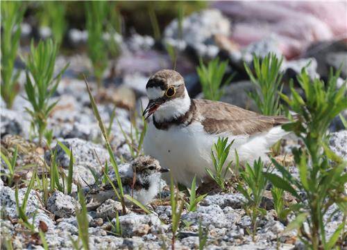 폭염 속 3차 번식에 성공한 꼬마물떼새 [촬영 유형재]
