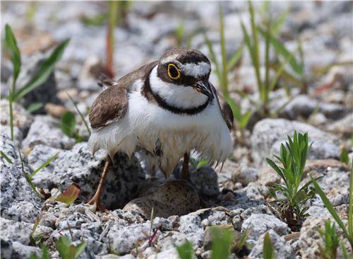 가슴에 물을 묻혀와 그늘로 알의 열을 식히는 모습  [촬영 유형재]