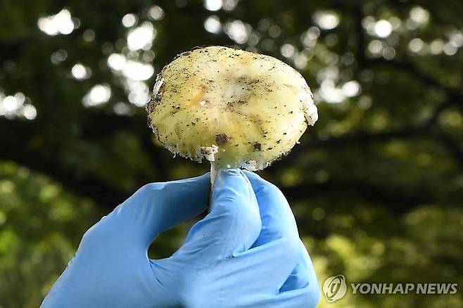 독버섯으로 시부모 등 3명 살해한 호주여성 유죄평결 2023년 호주에서 3명의 사망자를 낳은 '독버섯 살인 사건'에서 사용된 것과 같은 종류의 알광대버섯 모습.
[AFP 연합뉴스 자료사진. 재판매 및 DB 금지]