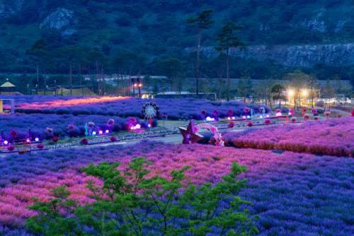 ② 무릉별유천지 라벤더축제 야경