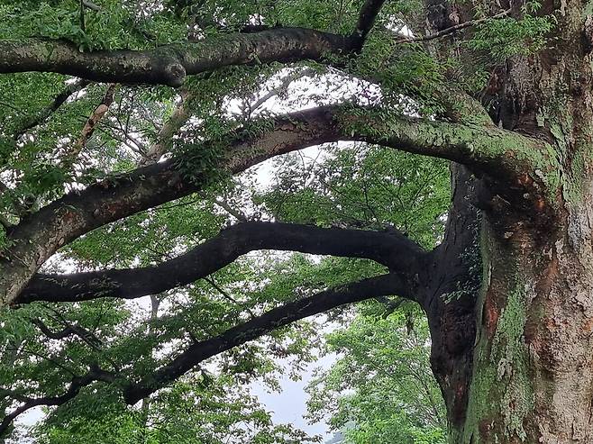 뻗어나간 나무의 가지가 지나온 세월을 짐작하게 해준다.