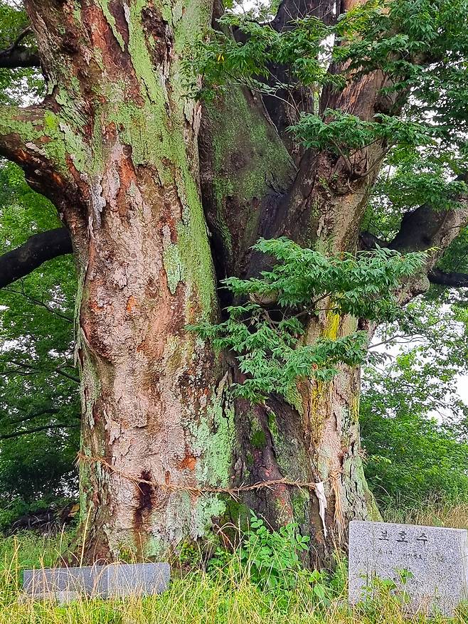 500살 느티나무의 늠름한 위용.