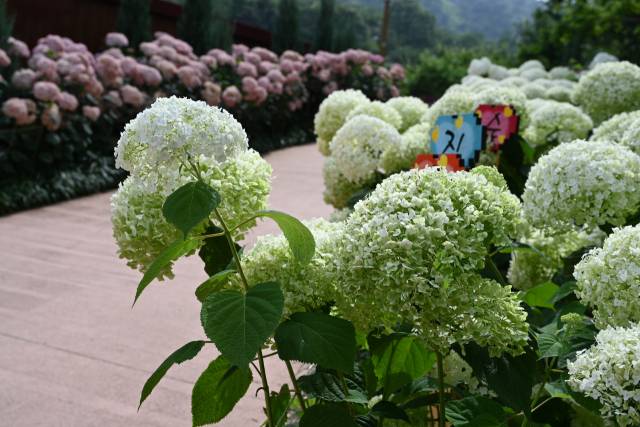 경남 한 지자체에 조성된 수국 정원 모습. 최근 10년 사이 경남을 비롯해 전국적으로 수국 관련 축제나 정원, 테마관광지가 폭발적으로 늘었다. 김현우 기자