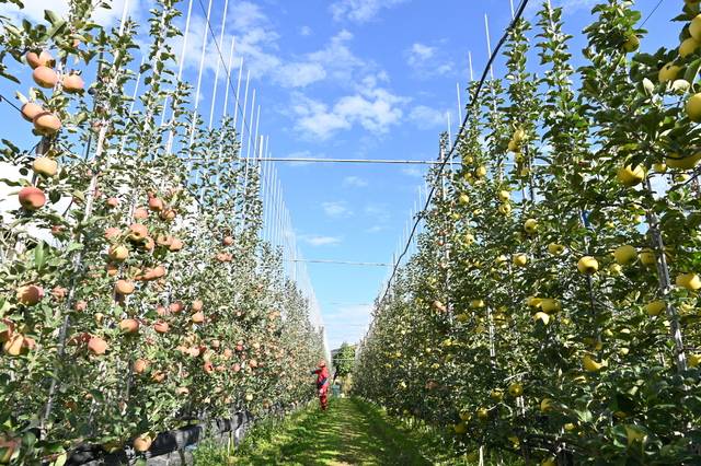 청송의 키낮은 사과과원 전경. 청송군 제공