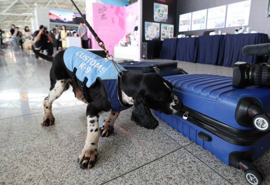 2023년 7월 인천국제공항 제1여객터미널 출국장에서 열린 상반기 마약단속 동향 발표 및 마약류 밀반입 예방 캠페인에서 탐지견 유로가 마약 탐지 시연을 하고 있다.(사진=연합뉴스)