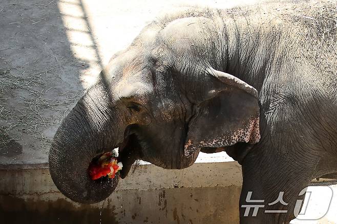 열흘 넘게 폭염이 계속된 9일 오후 대구 중구 달성공원에서 56살 코순이(암컷·아시아 코끼리)가 샤워기 아래서 얼음 과일을 먹으며 더위를 식히고 있다. 2025.7.9/뉴스1 ⓒ News1 공정식 기자