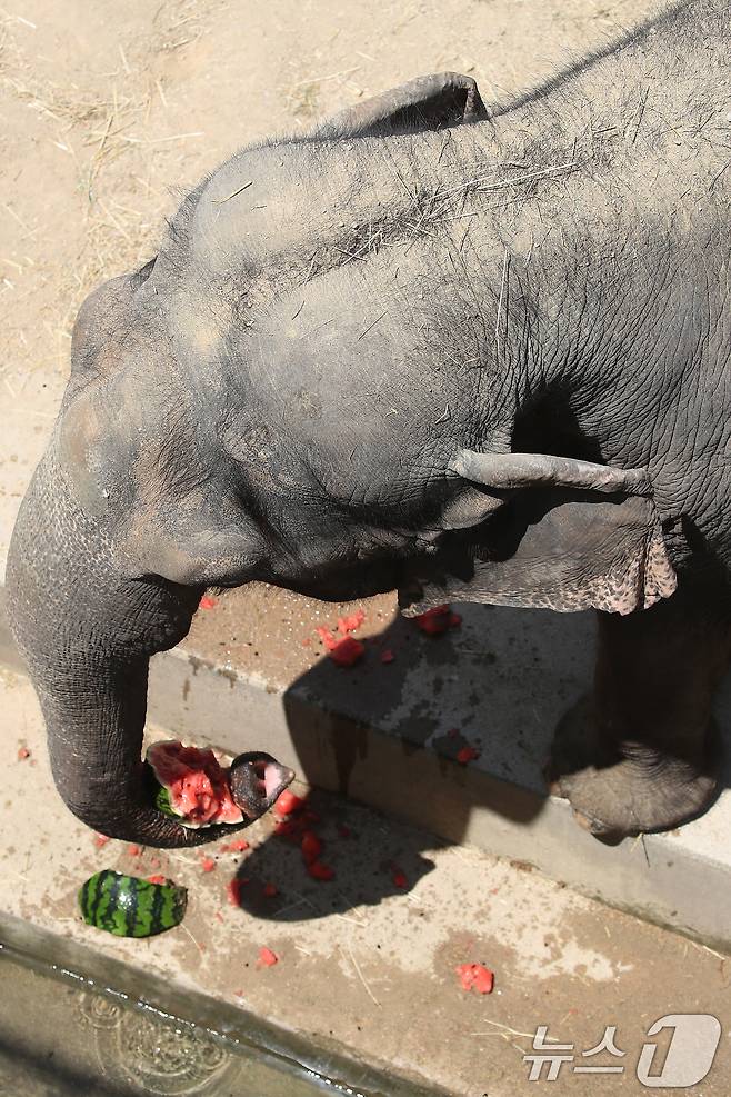 열흘 넘게 폭염이 계속된 9일 오후 대구 중구 달성공원에서 56살 코순이(암컷·아시아 코끼리)가 샤워기 아래서 얼음 과일을 먹으며 더위를 식히고 있다. 2025.7.9/뉴스1 ⓒ News1 공정식 기자