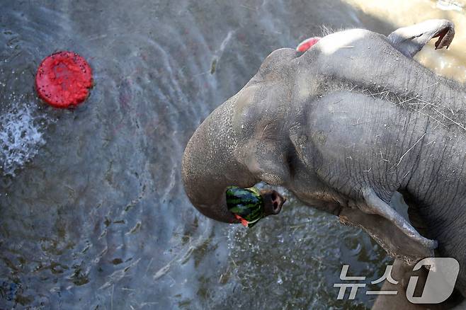 열흘 넘게 폭염이 계속된 9일 오후 대구 중구 달성공원에서 56살 코순이(암컷·아시아 코끼리)가 샤워기 아래서 얼음 과일을 먹으며 더위를 식히고 있다. 2025.7.9/뉴스1 ⓒ News1 공정식 기자