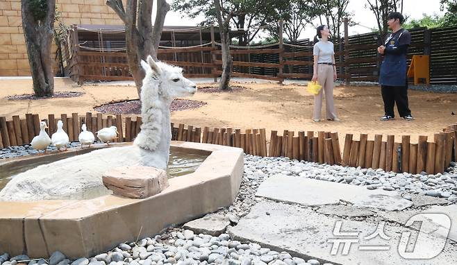 폭염이 이어지는 9일 오전 제주 서귀포시 안덕면 제주신화월드 내 개장을 앞둔 카피바라 특화 동물원인 '모모쥬 동물원'에서 알파카가 수영장에 들어가 더위를 식히고 있다. 2025.7.9/뉴스1 ⓒ News1 오현지 기자