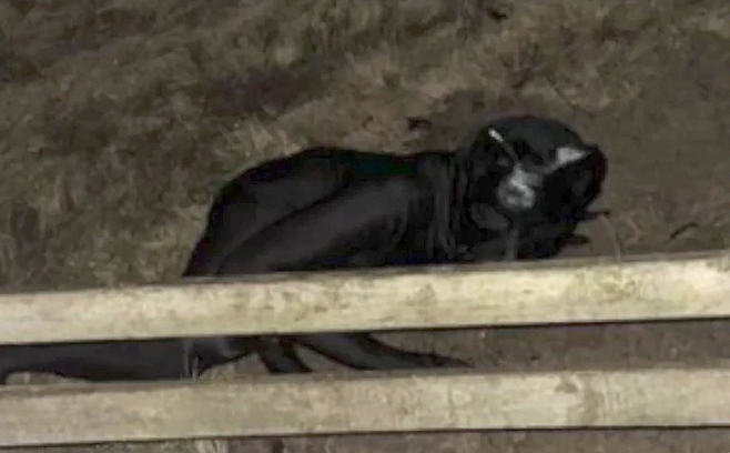 검정색 전신 고양이 수트를 입고 돌아다니는 남성. 뉴욕포스트