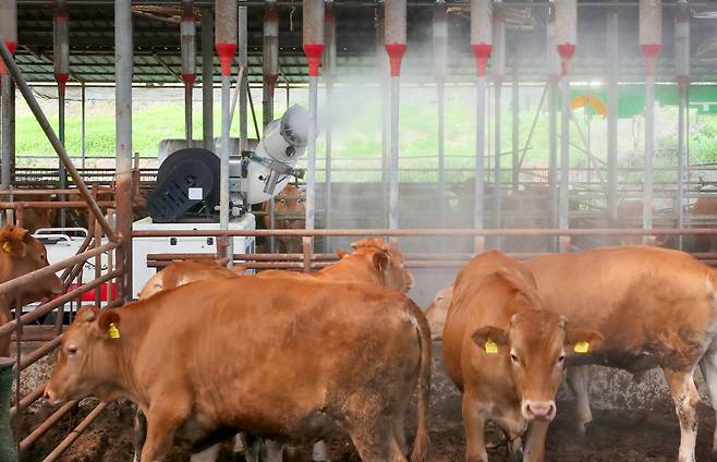 폭염특보가 내려진 30일 광주 북구청동물정책팀 직원들이 충효동의 한 축사에 물을 뿌리며 더위를 식히고 있다. 전남 장성은 이날 오전 폭염경보가 내려졌다./김영근 기자