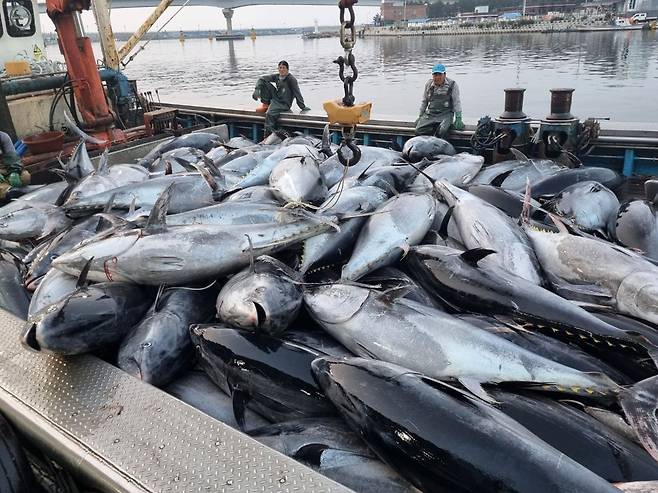 8일 경북 영덕군 강구항에서 어민들이 강구 앞 바다에서 잡힌 대형 참치들을 위판하기 위해 준비하고 있다./뉴스1