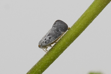 미국선녀벌레 ⓒ농진청