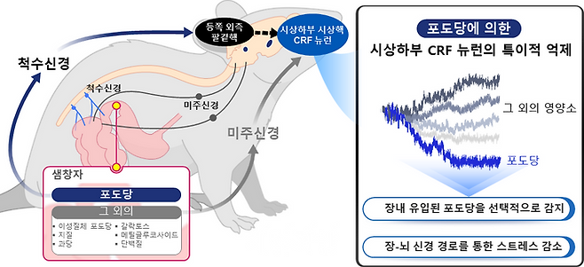 연구 내용 이미지. ⓒ한국과학기술