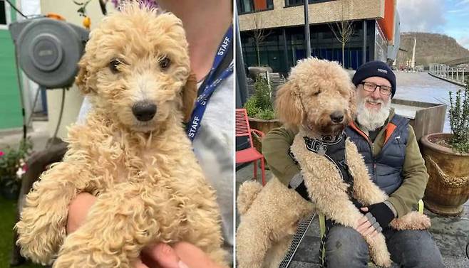 소형견으로 알고 입양했던 강아지가 몸무게 45kg의 초대형견으로 자라 화제를 모았다. 유전자 검사 결과, 이 강아지는 코카푸가 아닌 ‘스위스 산맥 수레견’의 후손인 것으로 밝혀졌다. ⓒ뉴시스