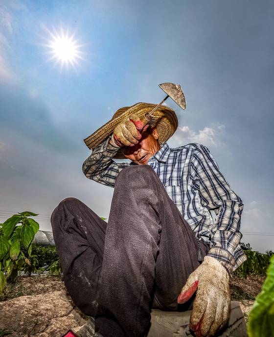 서울의 낮 최고기온이 37.8도까지 오르는 등 전국 대부분 지역에 폭염 경보가 내려진 8일 경북 고령군 다산면의 한 들깨밭에서 잡초를 뽑던 농민이 땀을 닦고 있다. [연합뉴스]